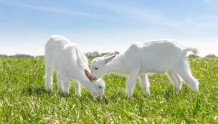 中国羊奶粉市场预计2025年近200亿，“领头羊”企业头部效应凸显